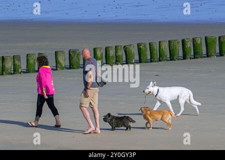 Couple de propriétaires de chiens marchant le long de la côte avec leurs trois chiens libérés sur la plage de sable en été Banque D'Images
