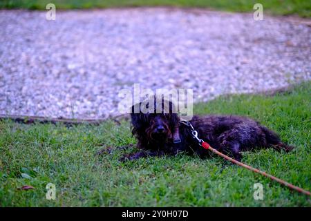 Chien noir paisiblement relaxant sur l'herbe verte, avec un chemin flou en arrière-plan, à l'air content et heureux Banque D'Images