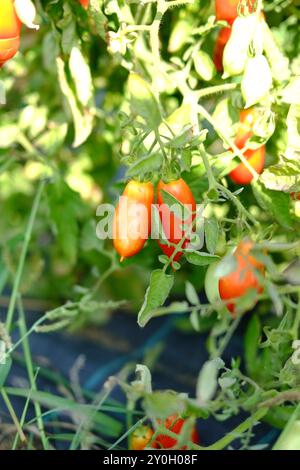 Tomates roma rouges mûres poussant sur la vigne dans un jardin, parfaites pour les salades fraîches et les sauces. Profitez des vitamines et des antioxydants dans ces bio, hom Banque D'Images