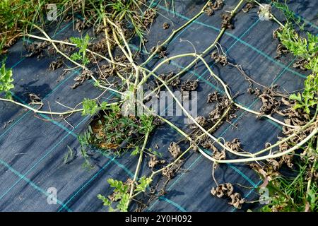 Plante de pastèque fanée reposant sur un paillis de plastique noir dans un champ agricole. La plante montre des signes de maladie ou de manque d'eau Banque D'Images