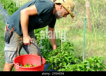 Farmer récolte des poivrons mûrs par une journée ensoleillée, en sélectionnant soigneusement les meilleurs de la plante. Il tient un seau rouge rempli de pic fraîchement préparé Banque D'Images