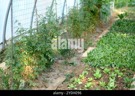 Des rangées de plants de tomates poussent dans une serre, avec des tomates rouges mûres sur la vigne et une variété de salades poussant au premier plan Banque D'Images