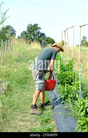 Agriculteur récoltant des poivrons dans un champ ensoleillé, mettant en valeur des produits frais issus de l'agriculture durable Banque D'Images