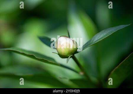 Bourgeon de pivoine sur un fond vert. Banque D'Images