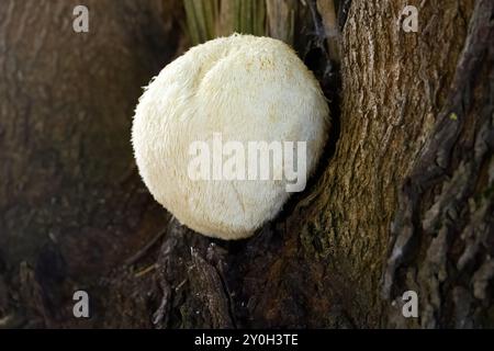 Champignon de Mane de Lion poussant sur un tronc d'arbre. Banque D'Images