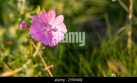 Une photographie rapprochée d'une délicate fleur rose prélassée par la chaleur du soleil, sur fond vert flou, capturant l'essence de la nature » Banque D'Images