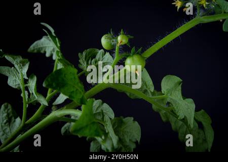 Floraison et fructification de tomates. Vert tomate buisson sur fond noir. Banque D'Images