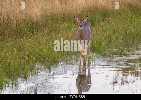 Le cerf doe dans le nord du Wisconsin. Banque D'Images