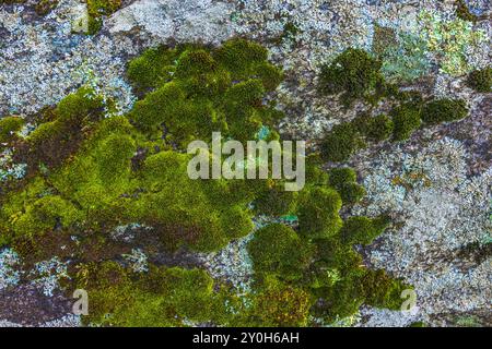 Une vue magnifique de mousse verte vibrante poussant gracieusement sur une surface de pierre à l'extérieur Banque D'Images