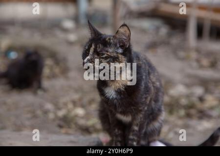 Chat femelle en écaille de tortue tricolore à la fenêtre . Les larmes viennent des yeux du chat. Tortoiseshell est une coloration de manteau de chat nommée pour sa similitude avec Banque D'Images