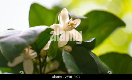 Gros plan des fleurs blanches d'un arbre de mandarine en fleurs dans le jardin, arrière-plan. Banque D'Images