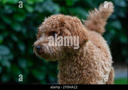 caniche miniature aux cheveux rouges dans le jardin Banque D'Images
