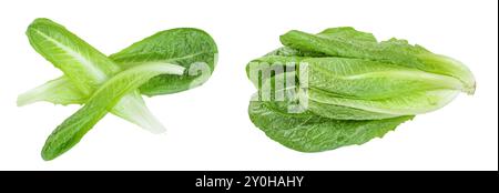 Laitue romaine cos frais isolé sur un fond blanc. Vue d'en haut. Mise à plat Banque D'Images