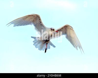 mouette mélanocéphale avec une seule patte Banque D'Images