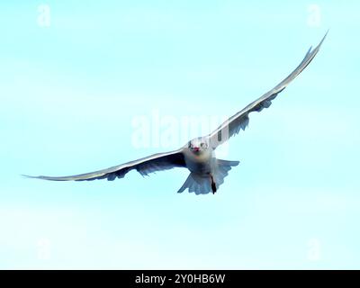 mouette mélanocéphale avec une seule patte Banque D'Images