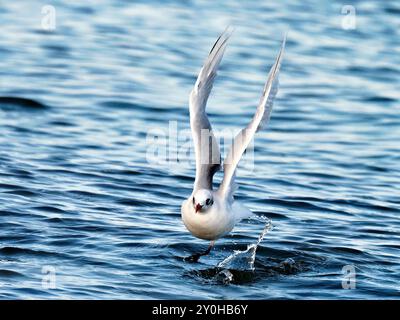 mouette mélanocéphale avec une seule patte Banque D'Images