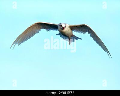 mouette mélanocéphale avec une seule patte Banque D'Images