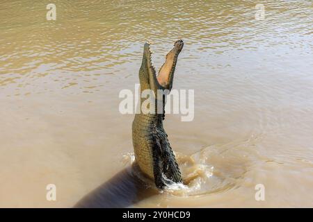 Crocodile d'eau douce (Crocodylus johnstoni) à Spectacular Jumping Crocodile Cruise, Beatrice Hill, Middle point, territoire du Nord, Australie Banque D'Images