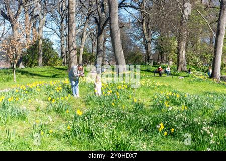 Jonquilles de printemps dans Woodland Garden, Christchurch Botanical Gardens, Christchurch Central, Christchurch (Ōtautahi), Canterbury, nouvelle-Zélande Banque D'Images