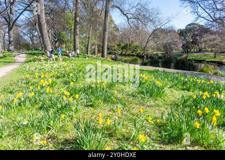 Jonquilles de printemps dans Woodland Garden, Christchurch Botanical Gardens, Christchurch Central, Christchurch (Ōtautahi), Canterbury, nouvelle-Zélande Banque D'Images