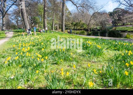 Jonquilles de printemps dans Woodland Garden, Christchurch Botanical Gardens, Christchurch Central, Christchurch (Ōtautahi), Canterbury, nouvelle-Zélande Banque D'Images