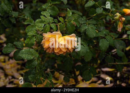 Vue de côté de la rose orange de la variété 'R. Dame Judi Dench' avec des feuilles vertes à l'arrière, créée par David Austin tenue par une main humaine Banque D'Images