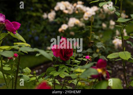 Vue latérale de roses rouge foncé de la variété 'R. Heathcliff' devant des roses blanches créées par David Austin Banque D'Images