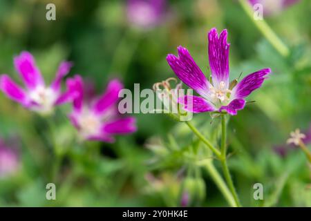 Macro-tir d'un Thurstonianum cranesbill (géranium oxonianum) en floraison Banque D'Images