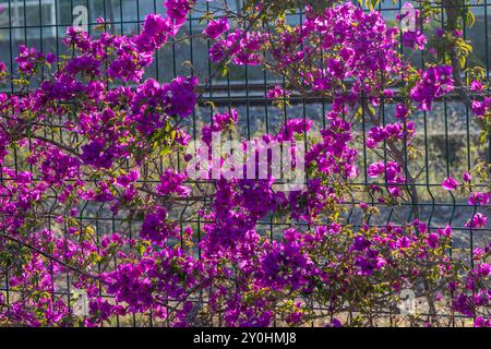 Des fleurs de bougainvilliers pourpres poussent sur une clôture métallique près d'un chemin de fer Banque D'Images