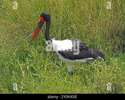 Cigogne à bec de selle (Ephippiorhynchus senegalensis) avec bec rouge jaune et noir dans la zone humide du parc national de Nyerere, Tanzanie, Afrique Banque D'Images