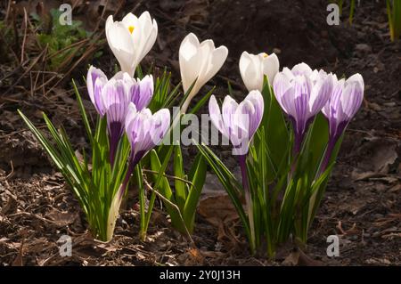 Gros plan de crocus blancs et violets fleurissant au début du printemps, entourés de feuilles vertes et de terre brune. Un beau signe du renouveau de la saison Banque D'Images