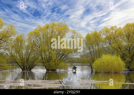 Une photographie de paysage os saules jaunes debout dans un champ inondé et un petit lac dans le nord de l'Idaho Banque D'Images