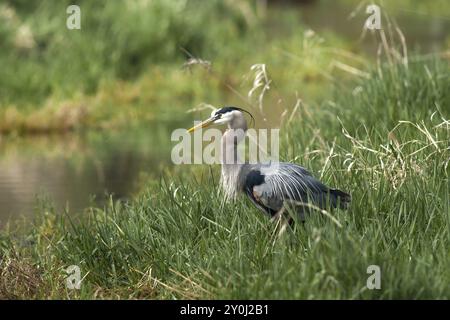 Profil latéral d'un grand héron bleu dans une zone humide près du lac Hauser, Idaho Banque D'Images