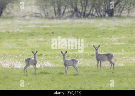 Un troupeau de cerfs se trouve dans un champ herbeux près de Newman Lake, Washington Banque D'Images