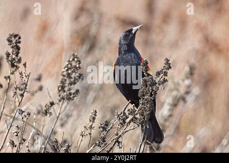 Un oiseau noir aux ailes rouges est perché sur quelques branches de bâton à Hauser, Idaho Banque D'Images