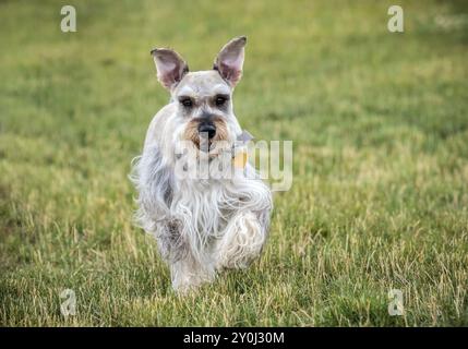 Un schnauzerm miniature court de manière ludique vers la caméra dans un parc du nord de l'Idaho Banque D'Images