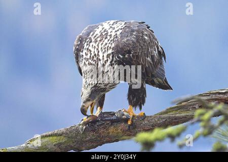 Une photo rapprochée de la faune d'un aigle chauve juvénile perché sur une branche mangeant un poisson dans le nord de l'Idaho Banque D'Images