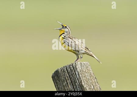 Un beau meadowlark occidental est perché sur un poteau de clôture chantant dans leur son distinctif dans l'est de Washington Banque D'Images