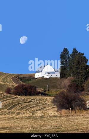 Une grange blanche se dresse au sommet d'une petite colline sous une lune en milieu de matinée dans la Palouse de l'État de Washington Banque D'Images