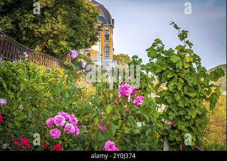 Roseraie en fleurs devant le château rococo des palais de Dornburg à la fin de l'été, Dornburg-Camburg, Thuringe, Allemagne, Europe Banque D'Images