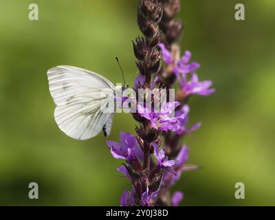 Papillon de chou (Pieris brassicae) sucant le nectar de la fleur de la loosestrife pourpre (Lythrum salicaria), Rhénanie du Nord-Westphalie, Allemagne, Europe Banque D'Images