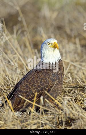 Gros plan d'un aigle à tête blanche américain reposant sur le sol à la fin de l'hiver dans le nord de l'Idaho Banque D'Images