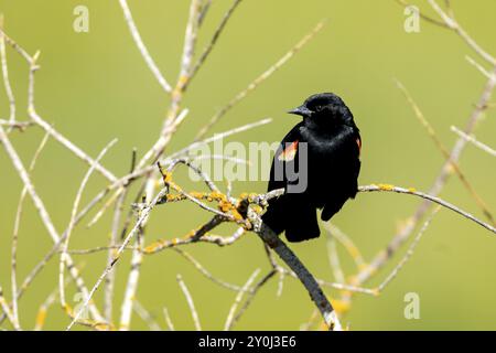 Un oiseau noir aux ailes rouges perché sur une brindille à Hauser, Idaho Banque D'Images