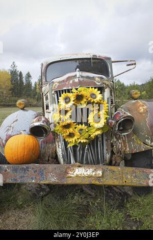 Un vieux camion antique en panne se trouve dans l'herbe comme accessoire pour les décorations utilisant des fleurs et des citrouilles dans le nord de l'Idaho Banque D'Images