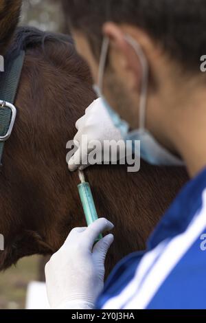 Vétérinaire insérant une seringue avec médicament sous la peau d'un cheval, vue verticale en gros plan Banque D'Images