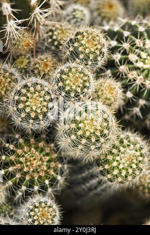 Une photo plate d'un groupe de petits cactus au parc Manito à Spokane, Washington Banque D'Images