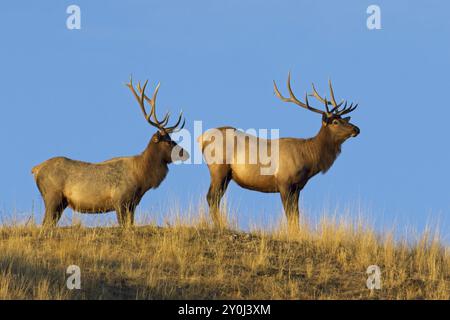 Deux grands élans taureaux se tiennent au sommet d'une colline contre le ciel bleu dans la lumière du matin dans l'ouest du Montana Banque D'Images