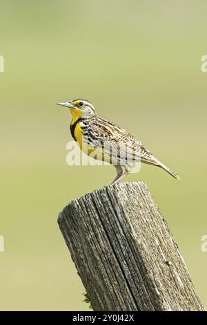 Un beau meadowlark de l'ouest est perché sur un poteau de clôture en bois dans l'est de Washington Banque D'Images