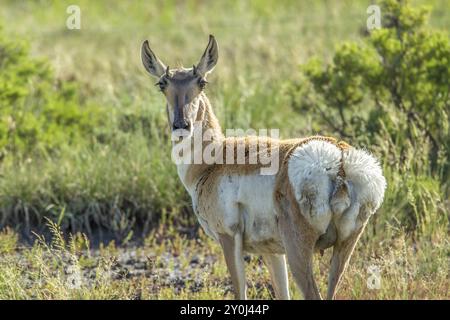 Un cerf à pronghorn dans les prairies rocheuses du nord-est du Wyoming Banque D'Images