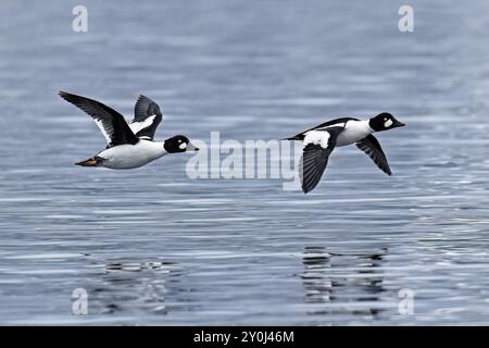 Deux canards goldeneye communs volent bas au-dessus de la surface du lac dans le nord de l'Idaho Banque D'Images